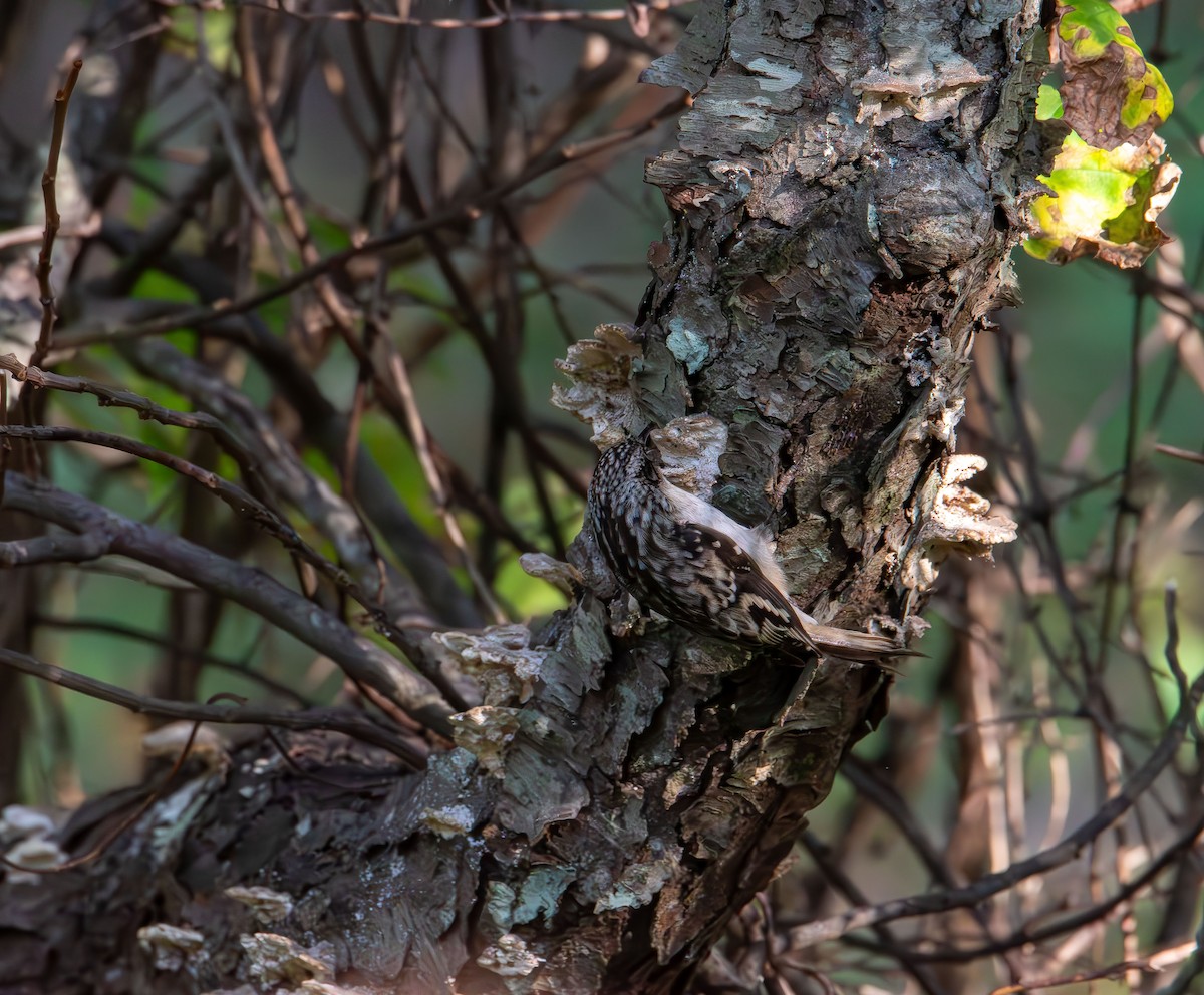 Brown Creeper - ML642843505