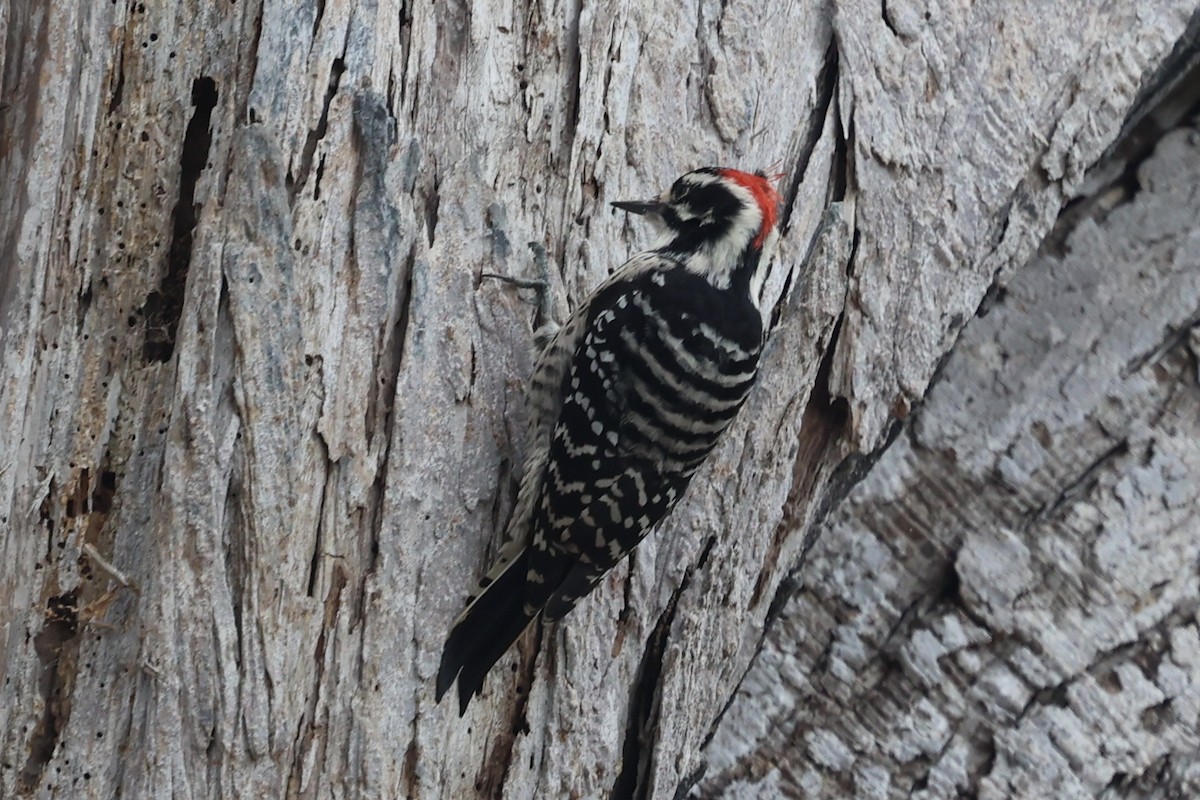 Nuttall's Woodpecker - ML642843506