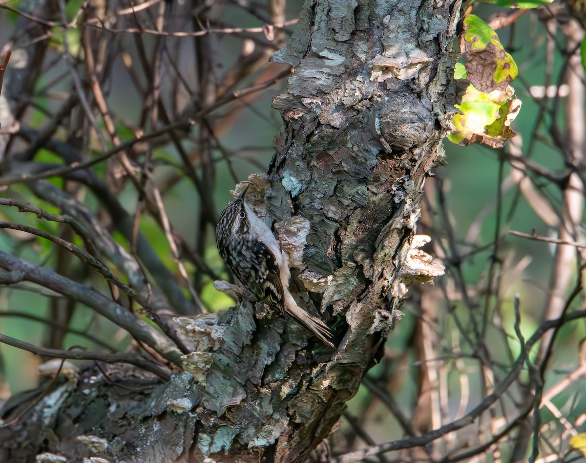 Brown Creeper - ML642843507
