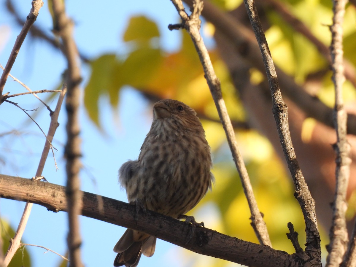 House Finch - ML642843508