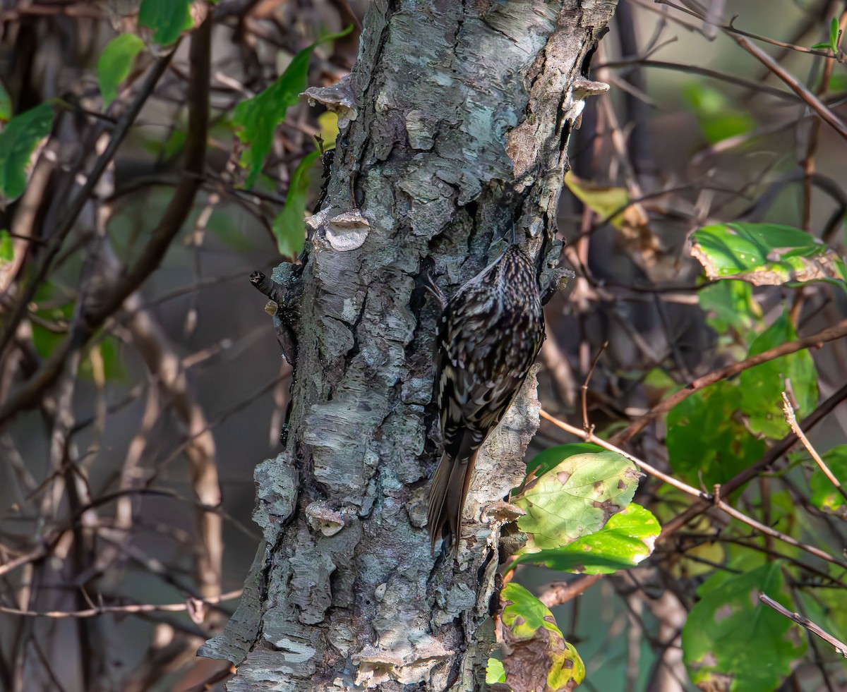 Brown Creeper - ML642843509