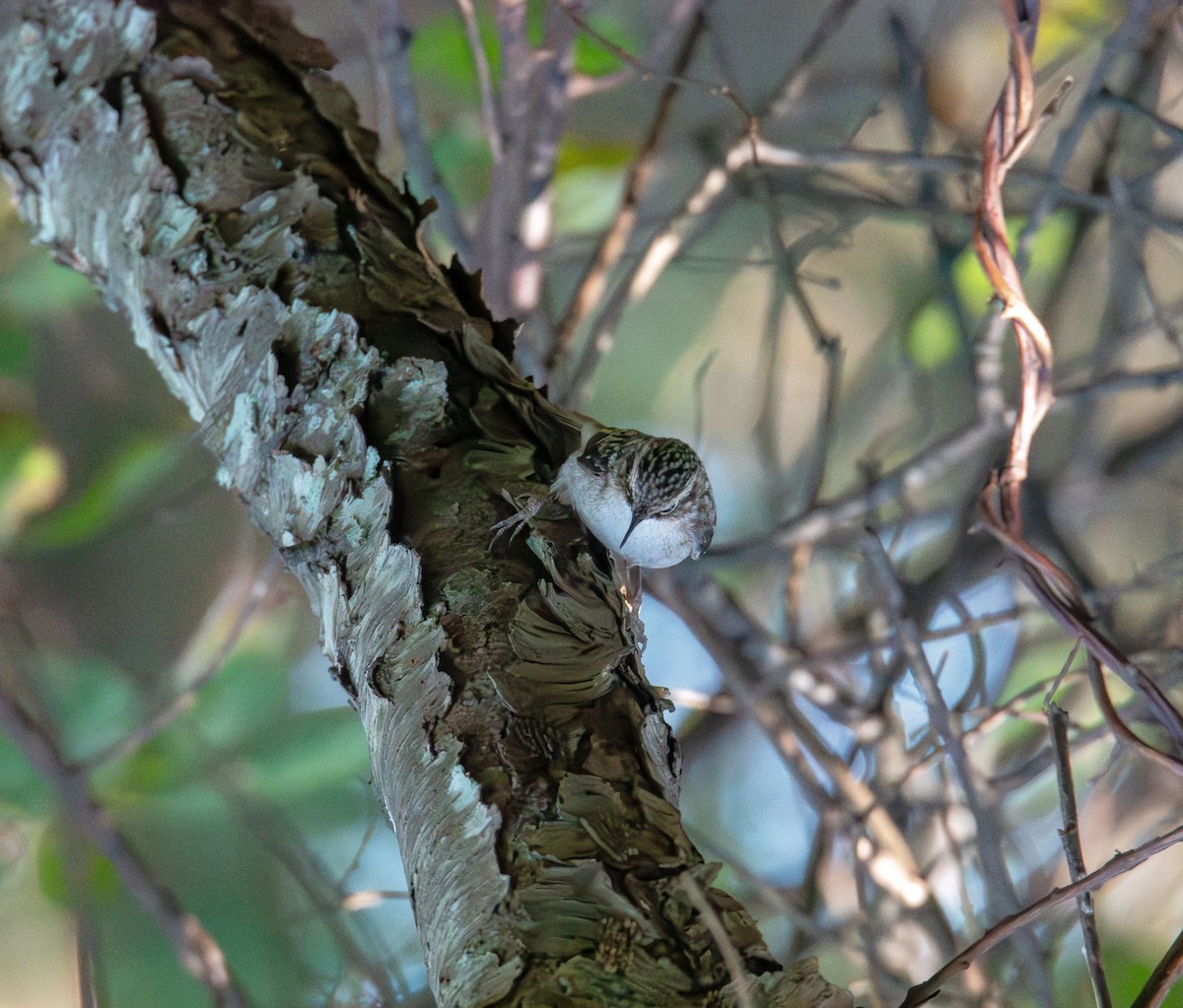 Brown Creeper - ML642843511