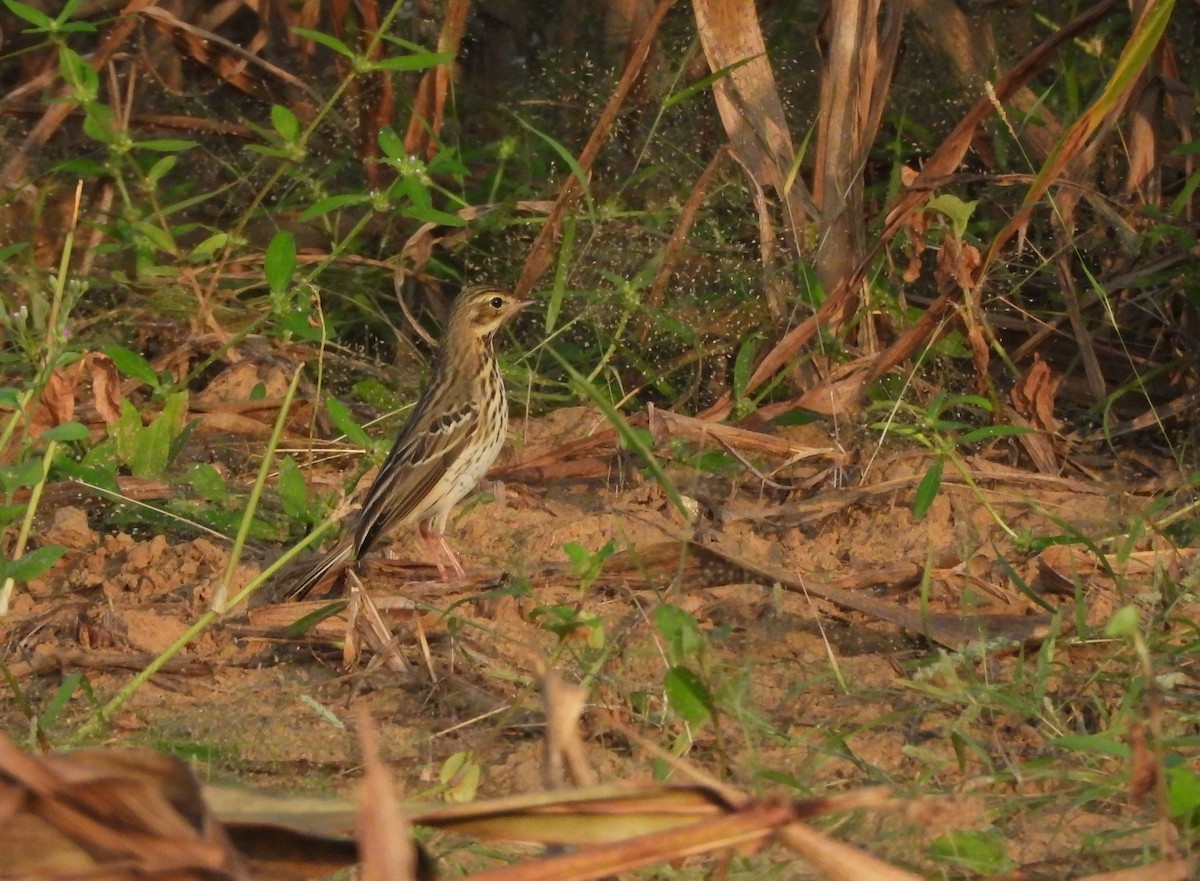 Tree Pipit - ML642843513