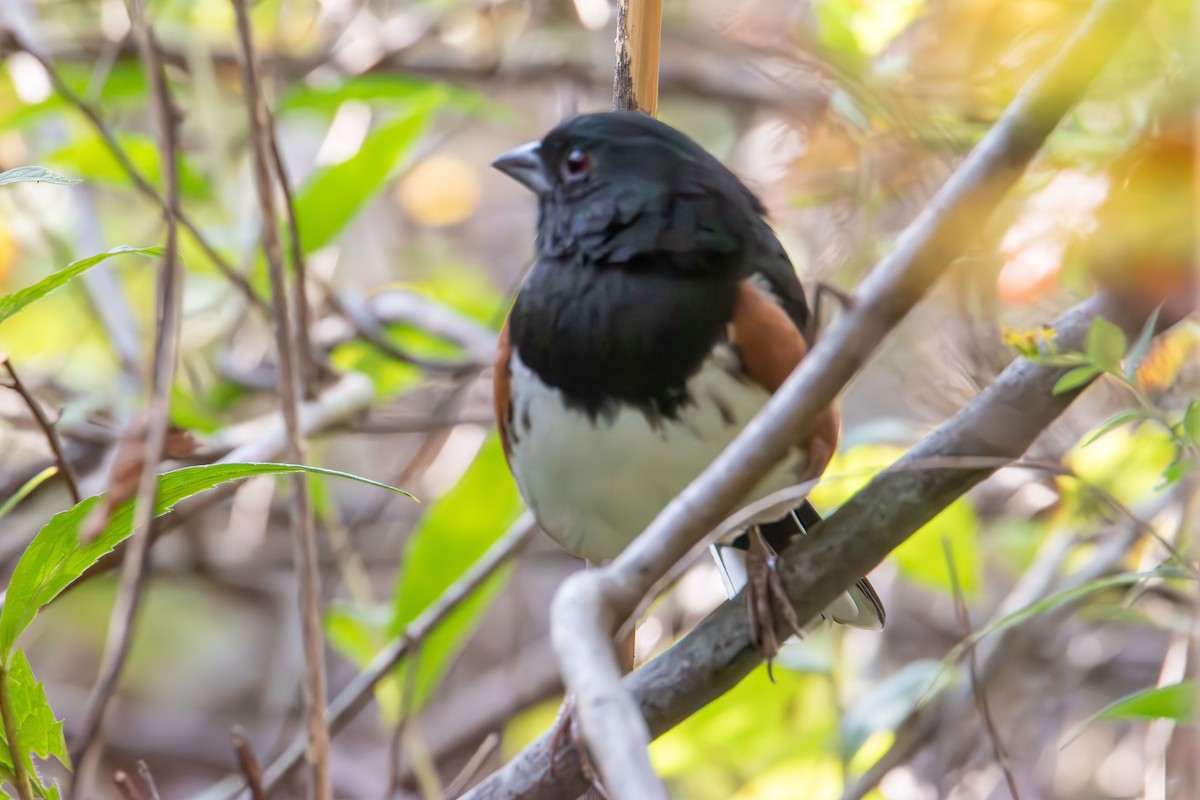 Eastern Towhee - ML642843517