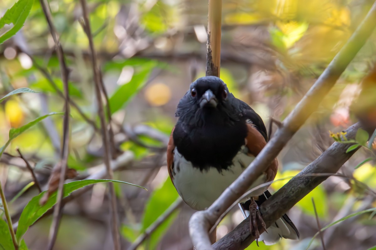 Eastern Towhee - ML642843518