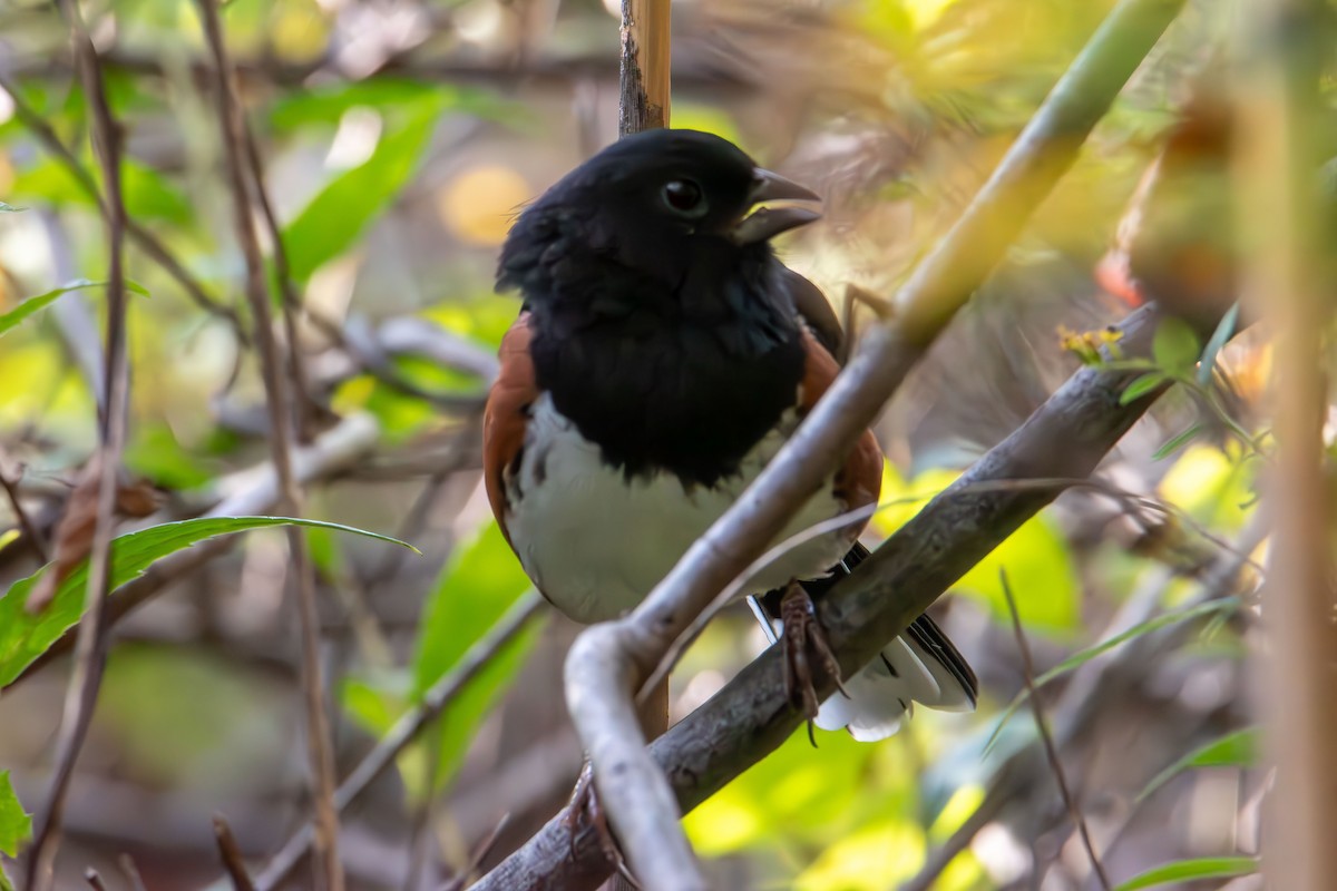 Eastern Towhee - ML642843521