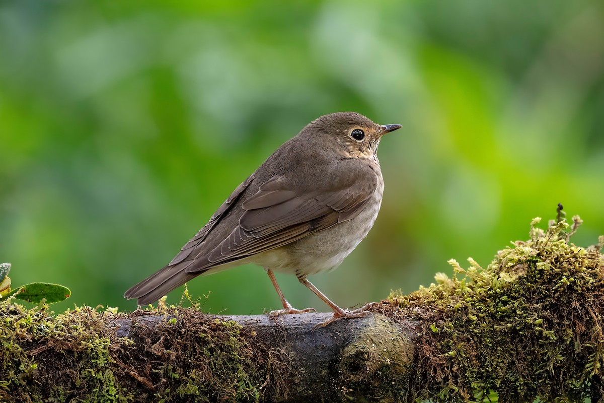 Swainson's Thrush - ML642843525