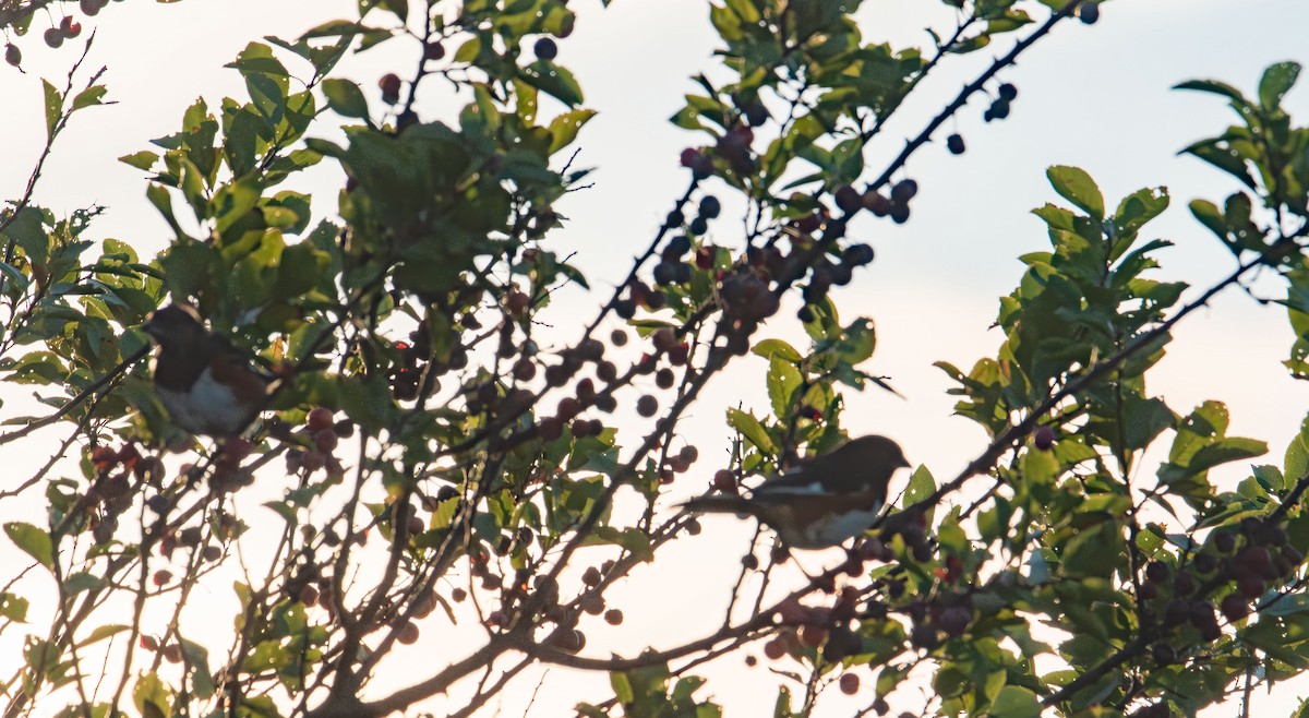 Eastern Towhee - ML642843526
