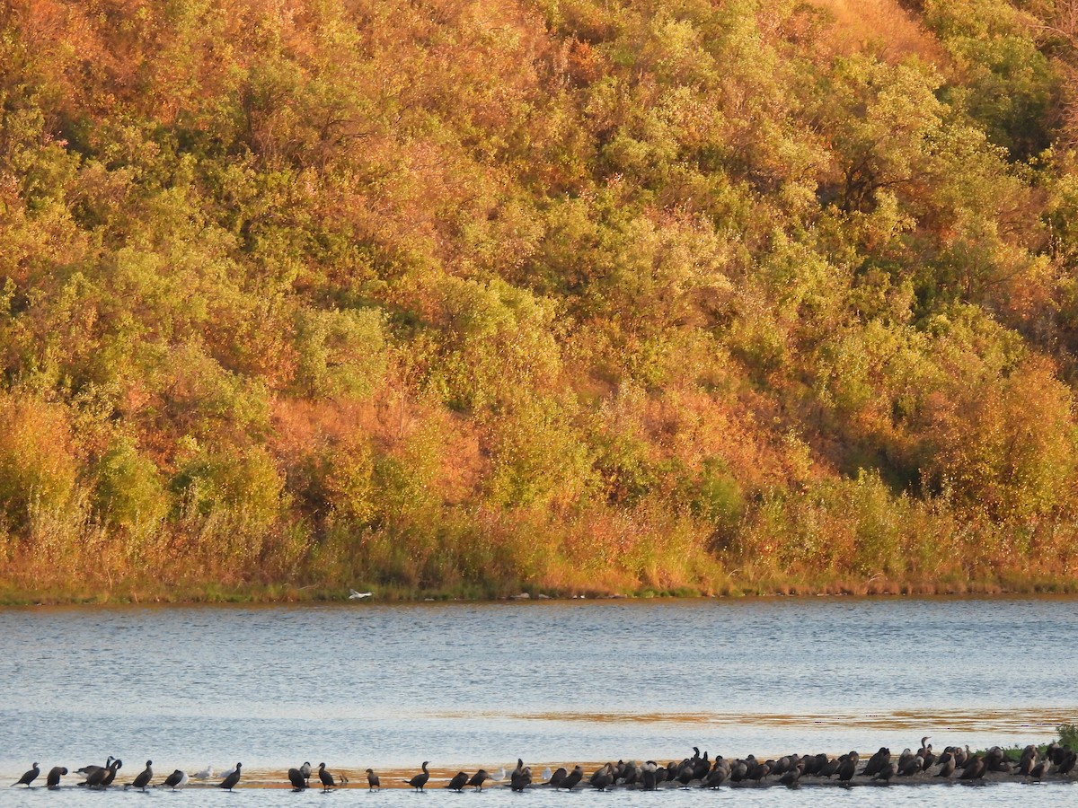 Double-crested Cormorant - ML642843527