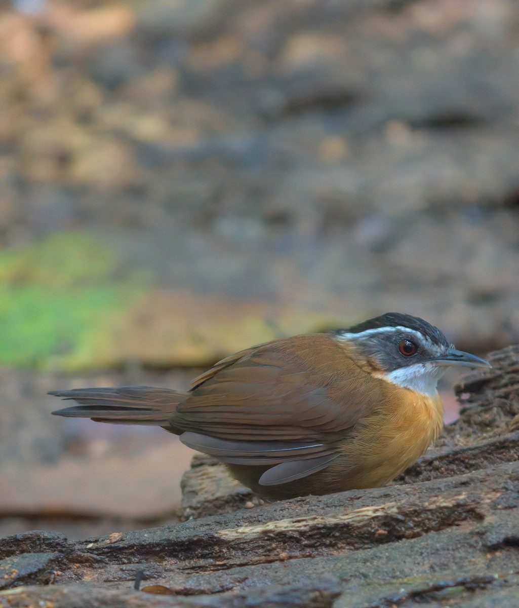 Bornean Black-capped Babbler - ML642843528