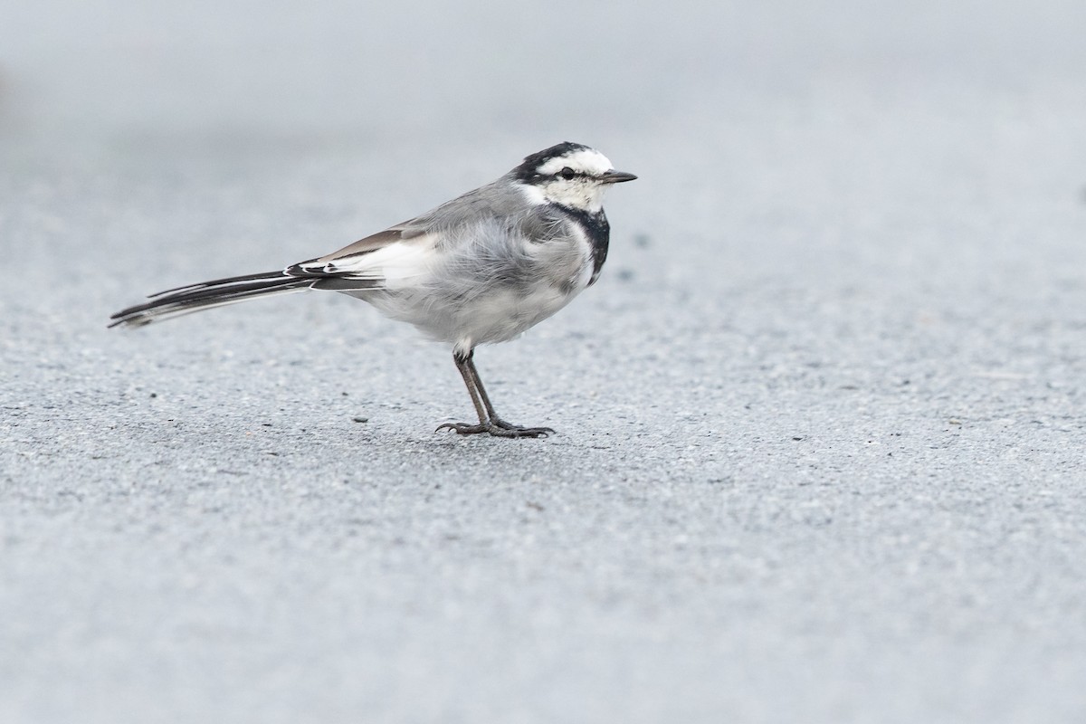 White Wagtail - ML642843529