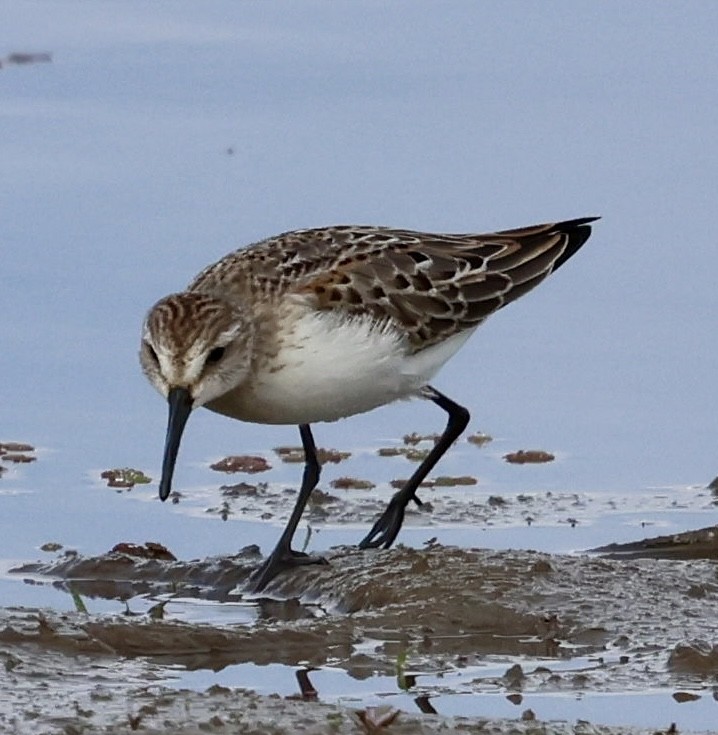 Western Sandpiper - ML642843535