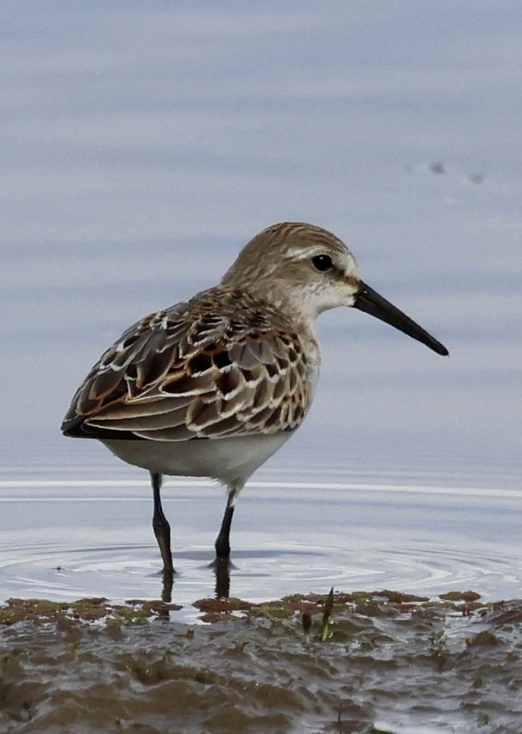 Western Sandpiper - ML642843536