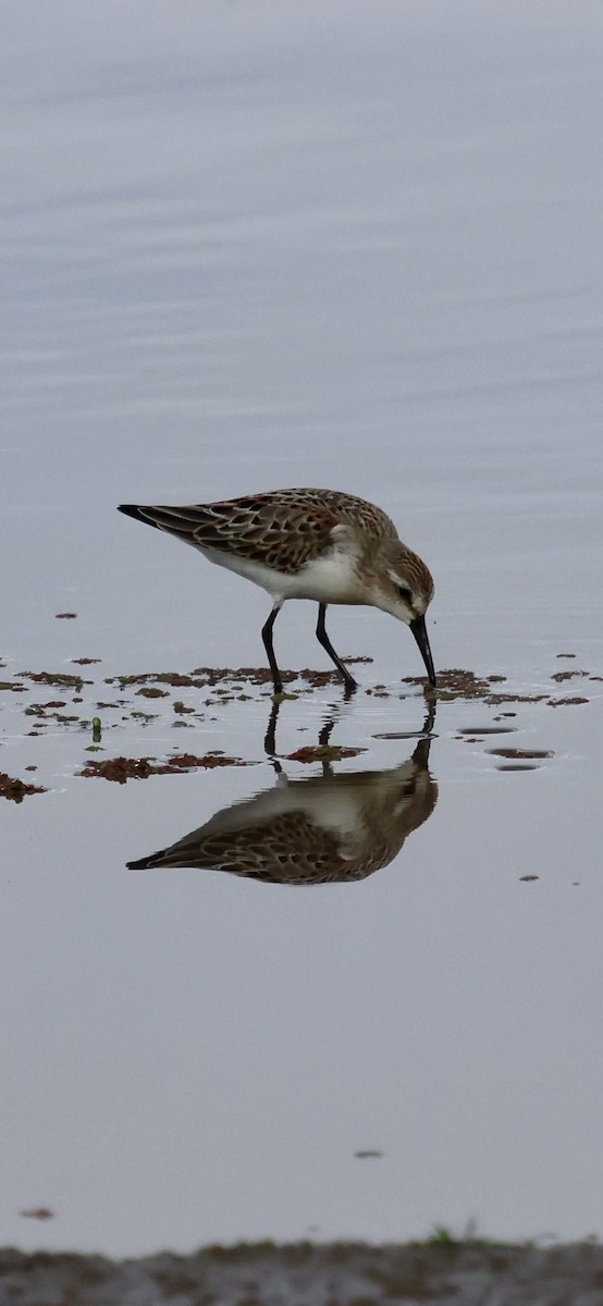 Western Sandpiper - ML642843537