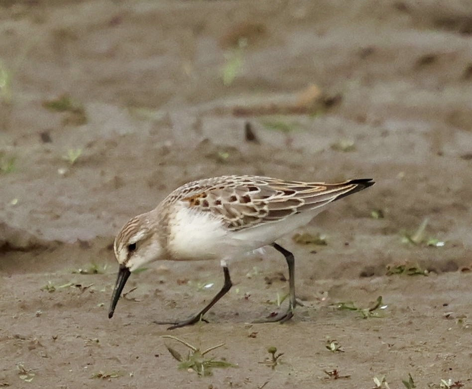 Western Sandpiper - ML642843538