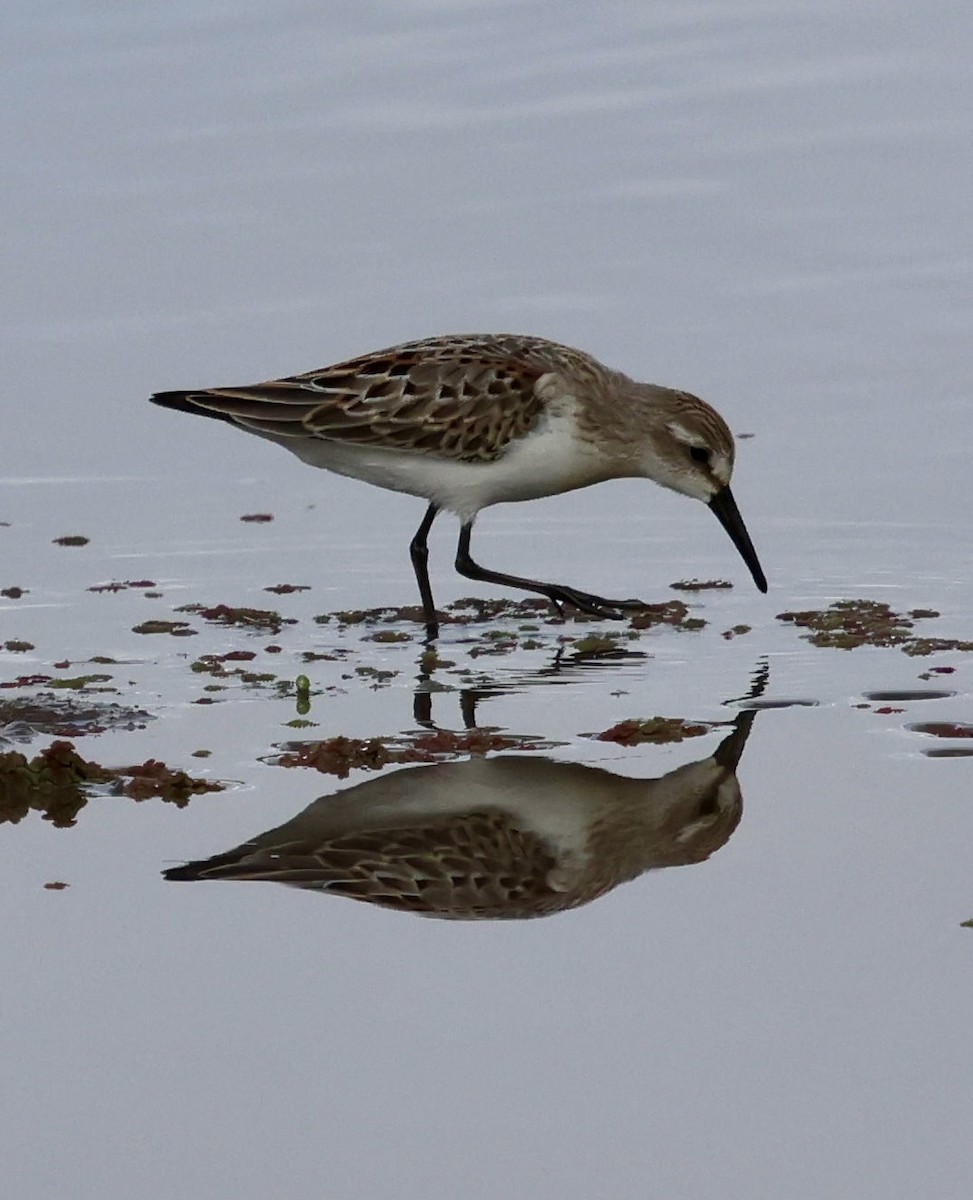 Western Sandpiper - ML642843539