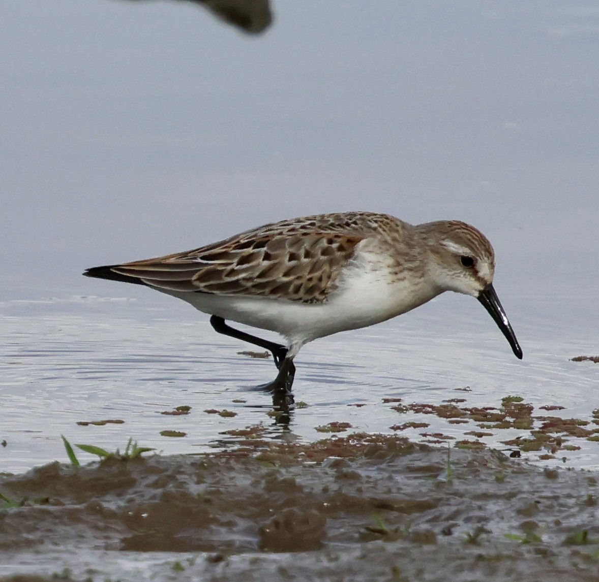 Western Sandpiper - ML642843540
