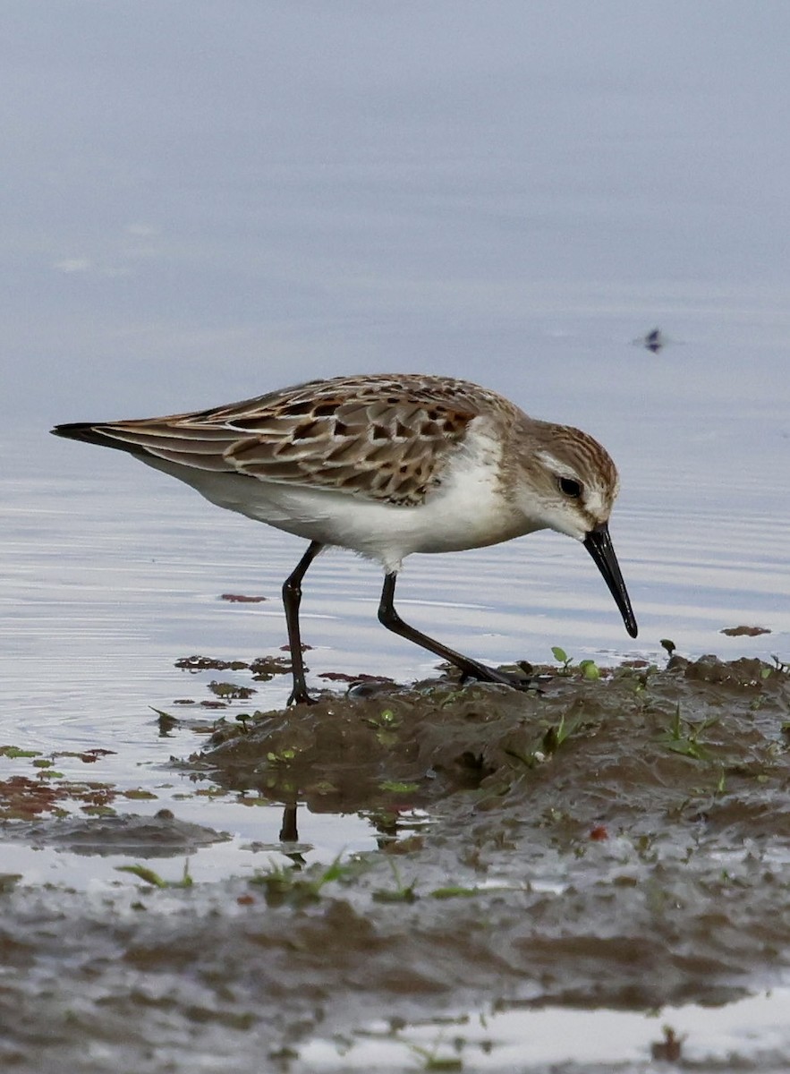 Western Sandpiper - ML642843541
