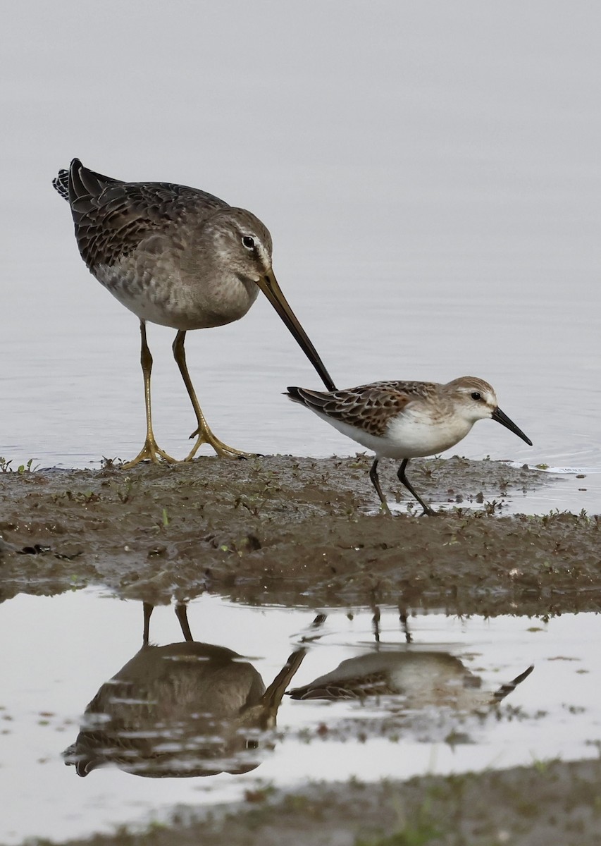 Western Sandpiper - ML642843542