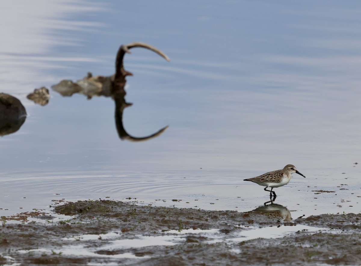 Western Sandpiper - ML642843543