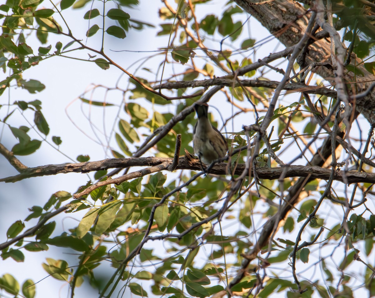 Yellow-rumped Warbler - ML642843546