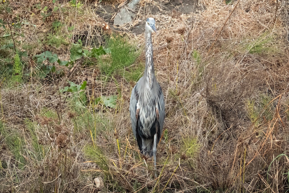 Great Blue Heron - ML642843547