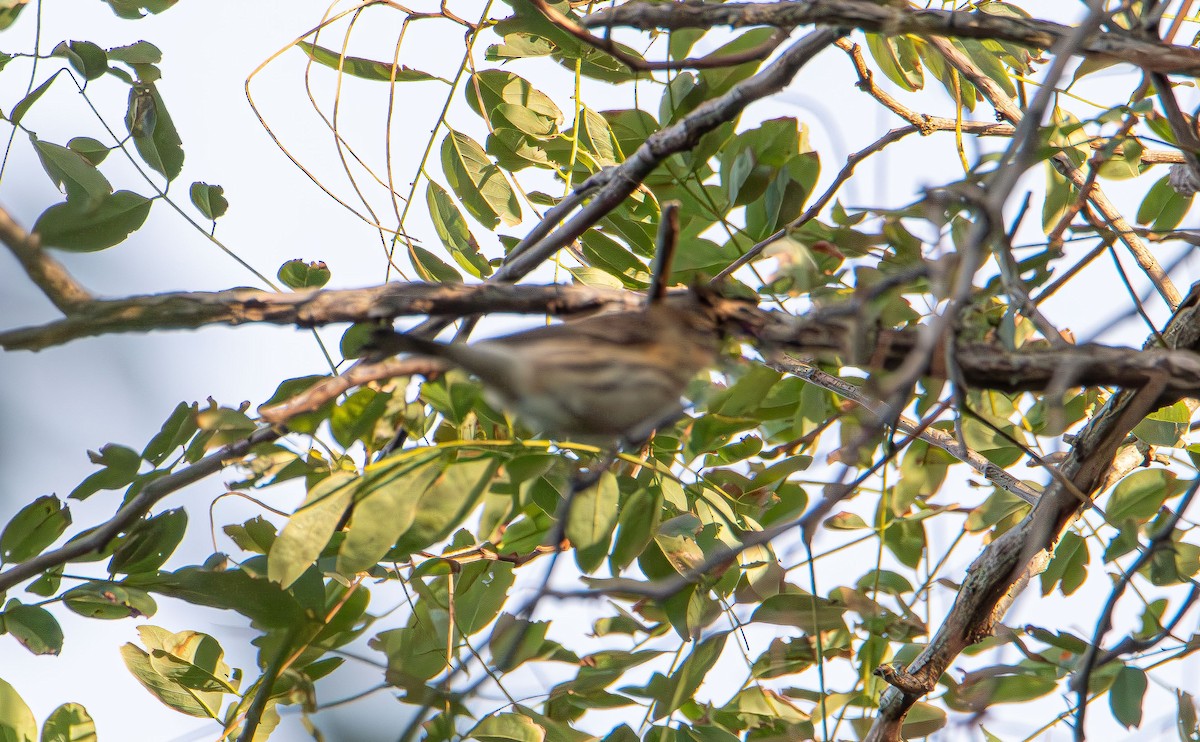Eastern Towhee - ML642843548