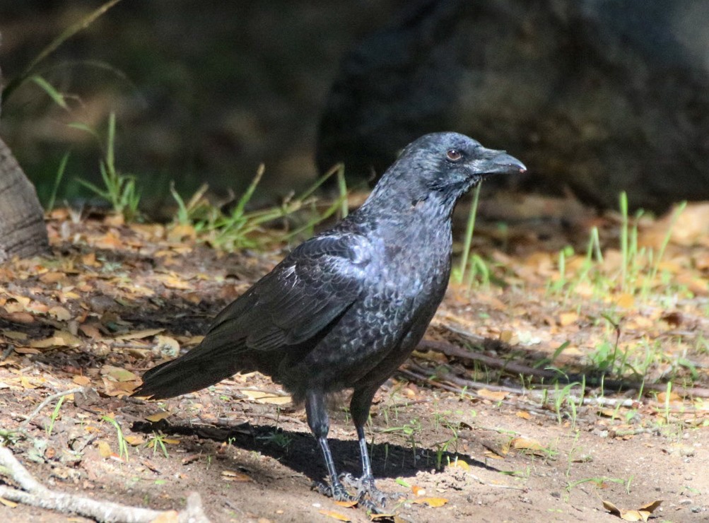 American Crow - ML642843556