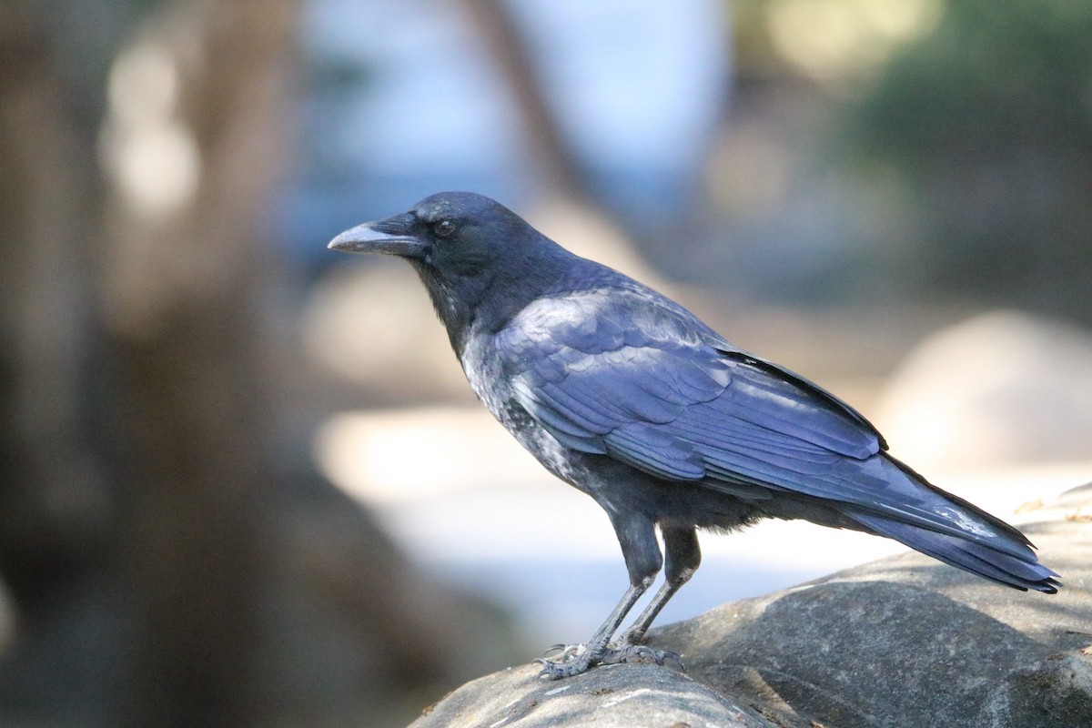 American Crow - ML642843557