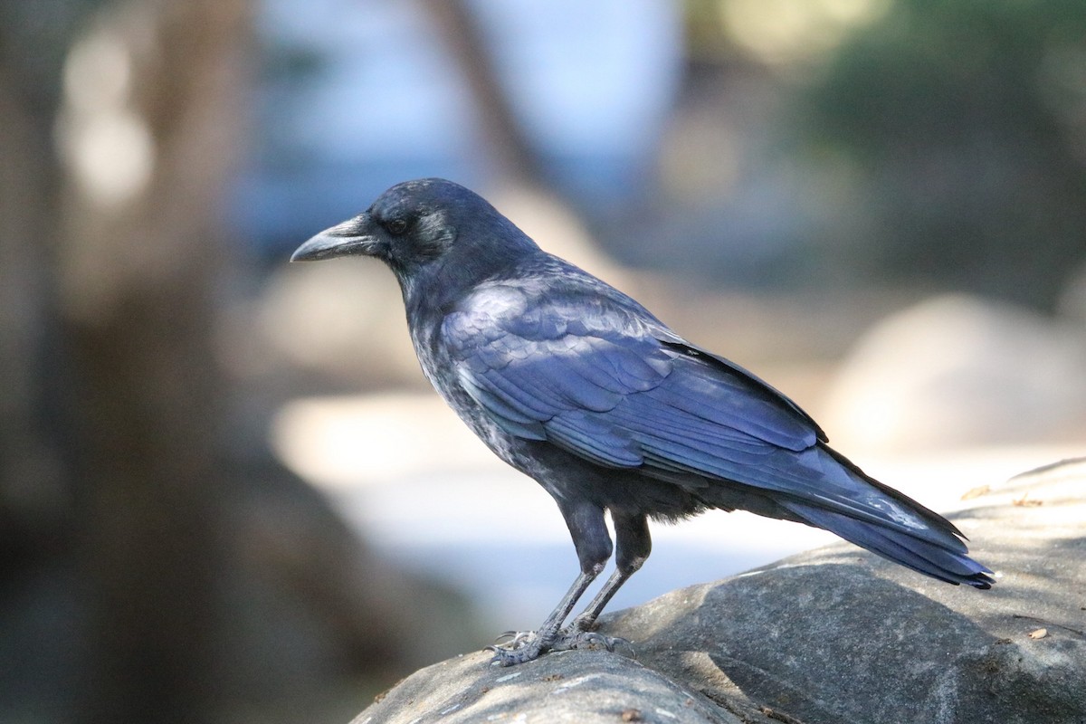 American Crow - ML642843558