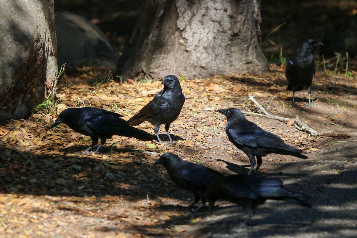 American Crow - ML642843559