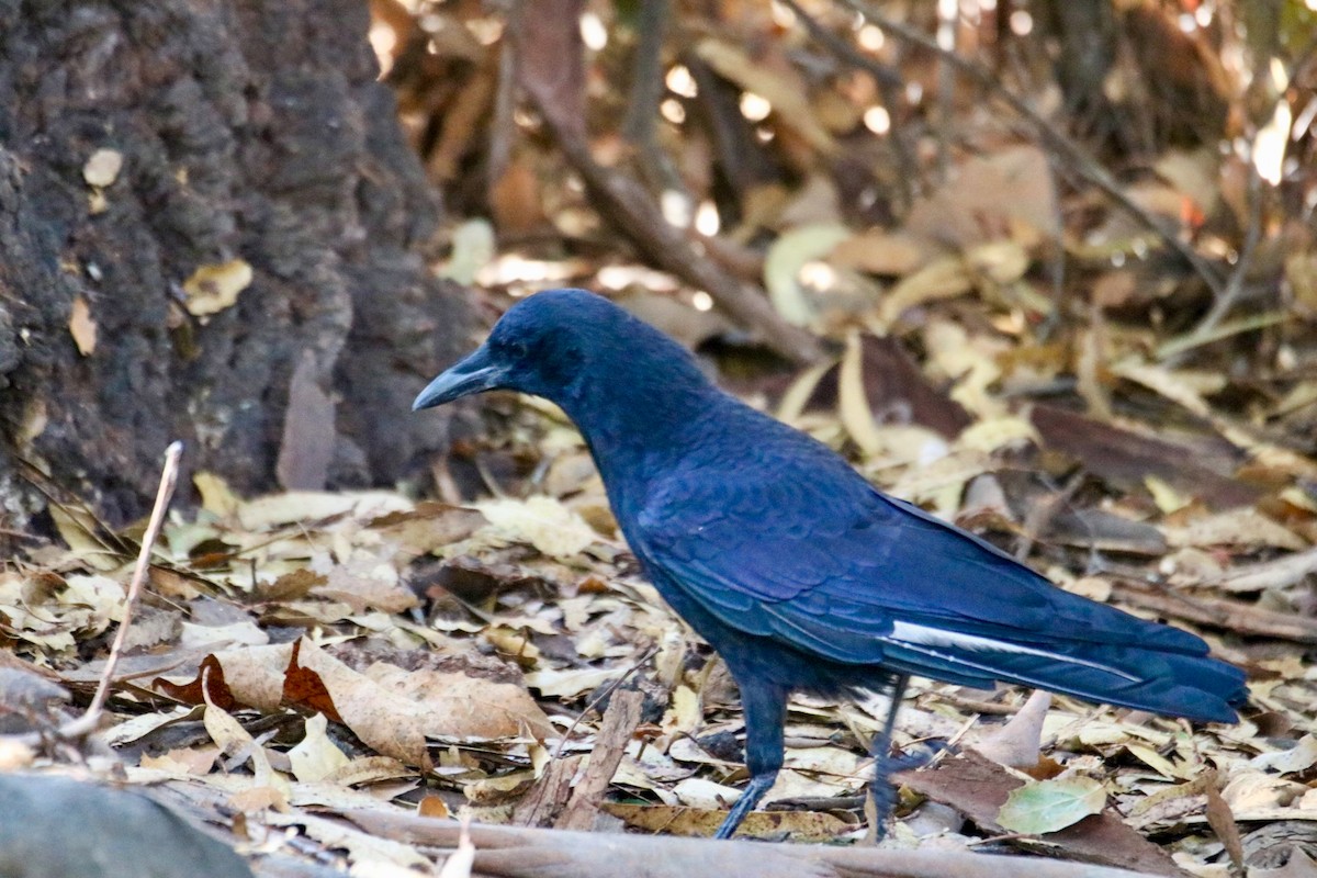 American Crow - ML642843560