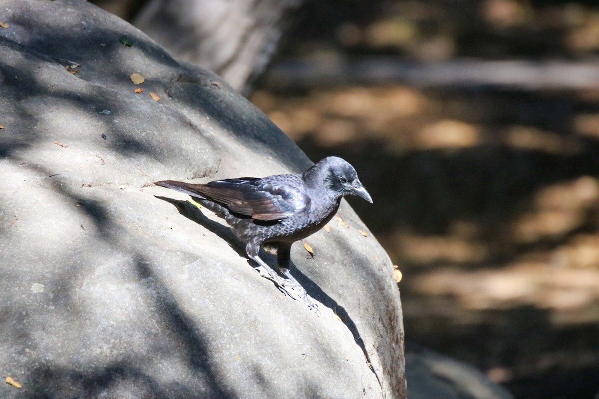 American Crow - ML642843561