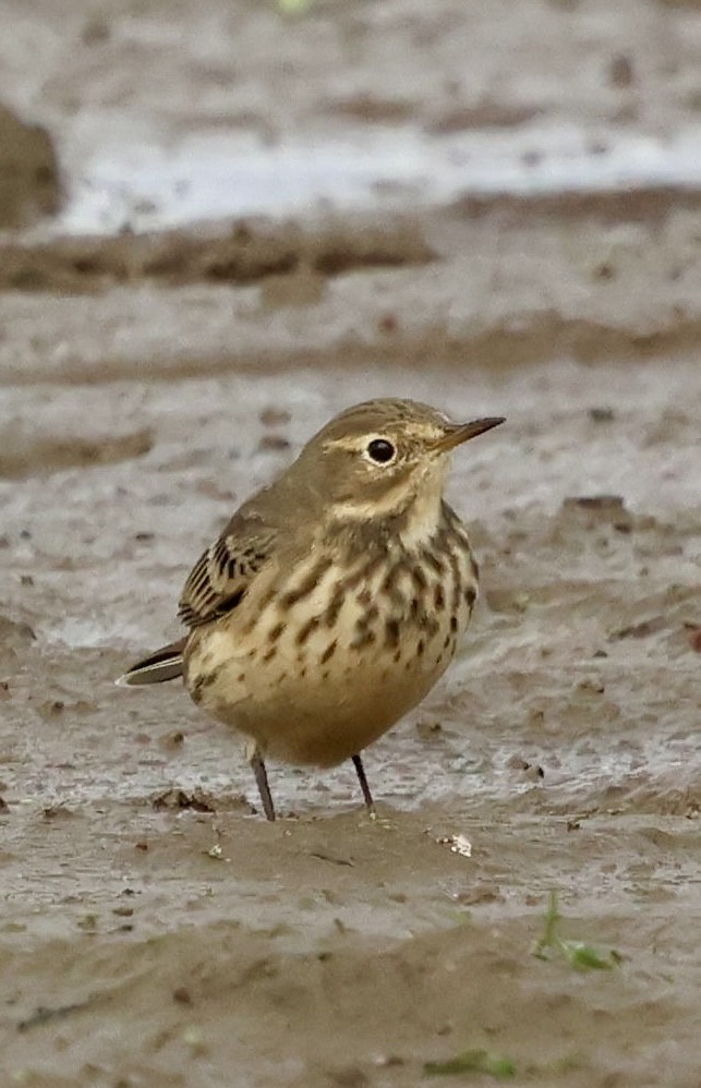 American Pipit - ML642843566