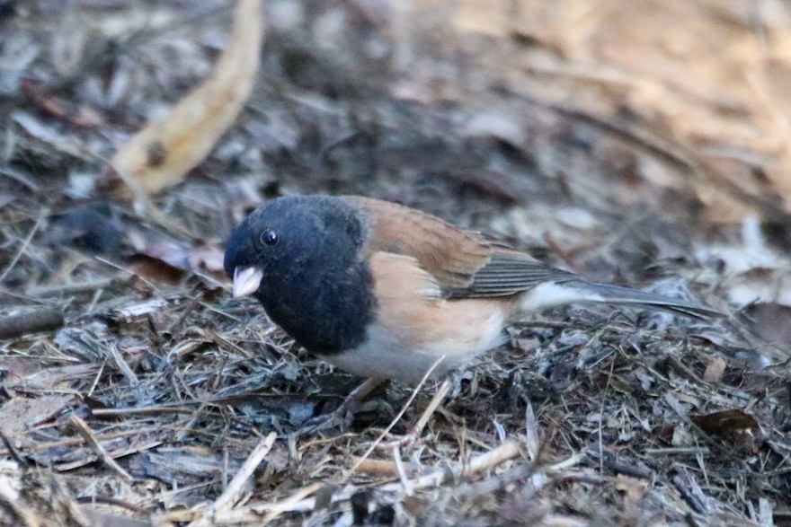 Dark-eyed Junco (Oregon) - ML642843567