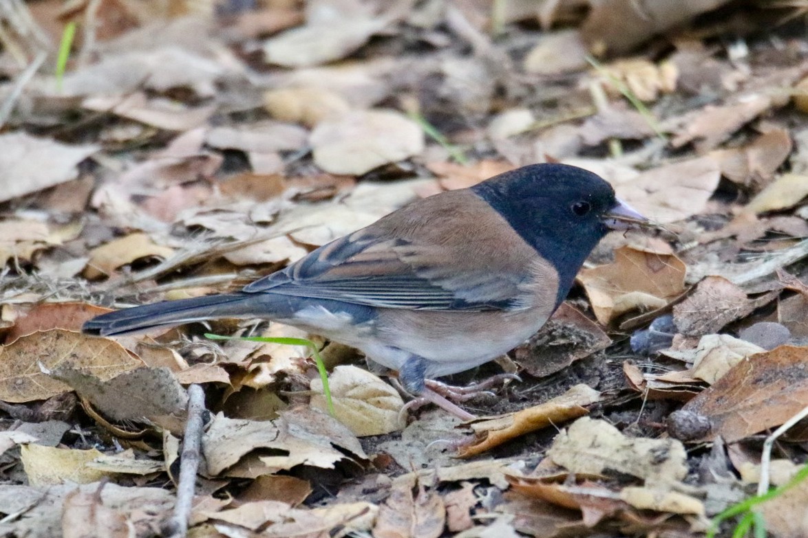 Dark-eyed Junco (Oregon) - ML642843568