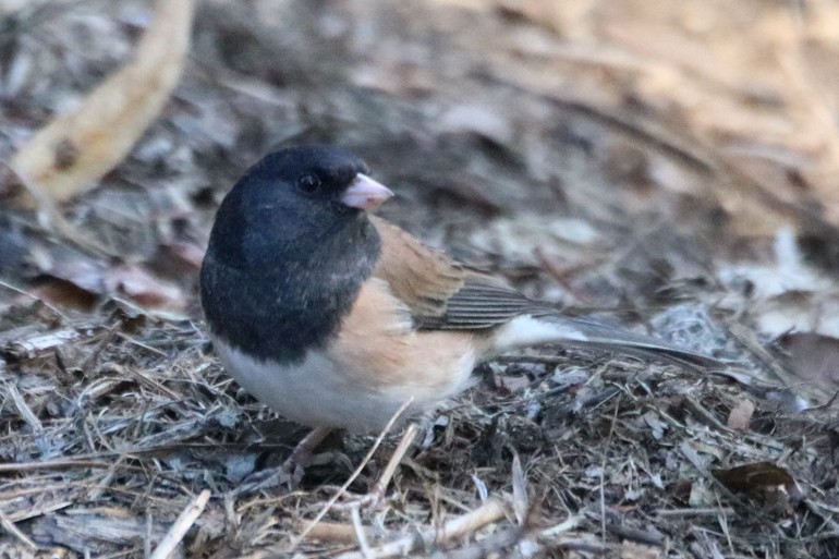 Dark-eyed Junco (Oregon) - ML642843569