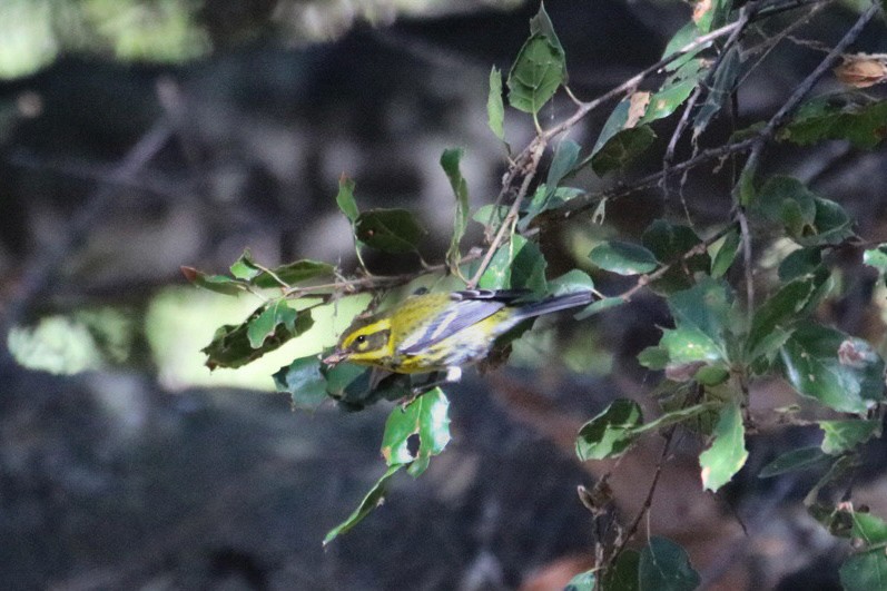 Townsend's Warbler - ML642843570