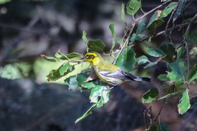 Townsend's Warbler - ML642843571