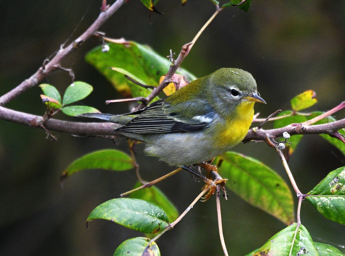 Northern Parula - ML642843572