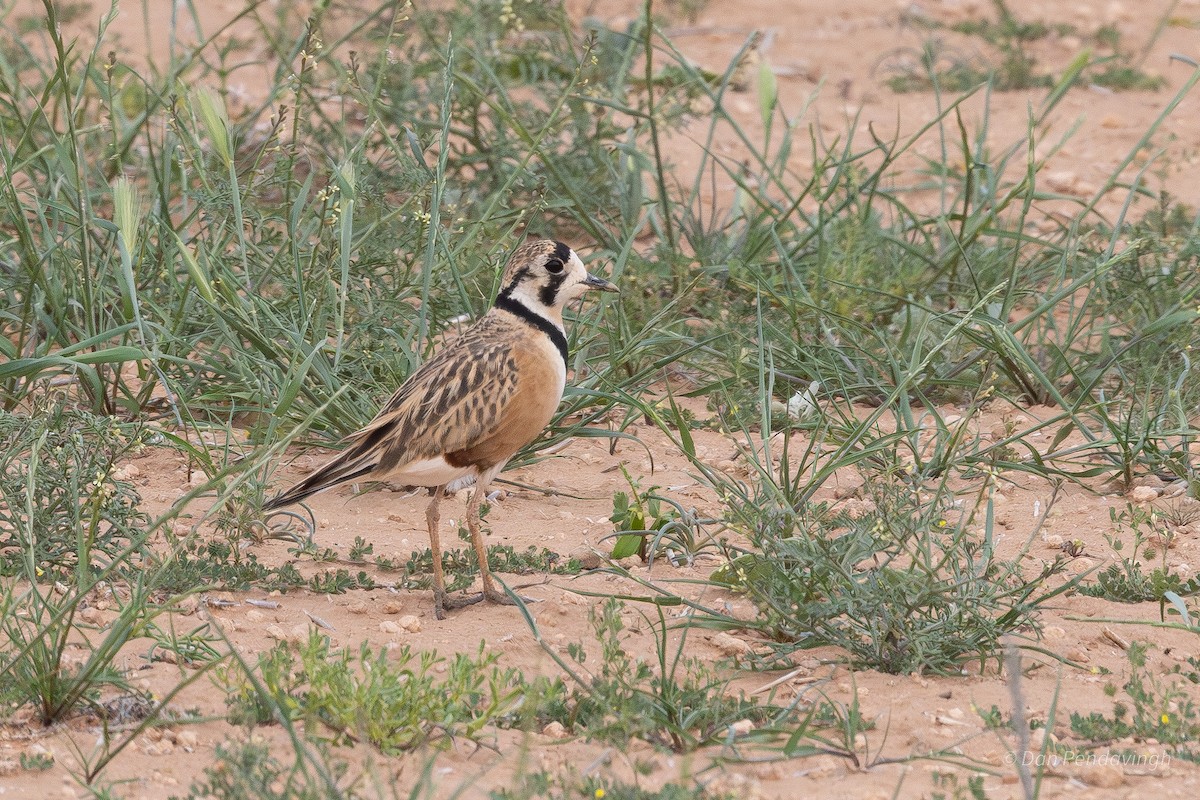 Inland Dotterel - ML642843573