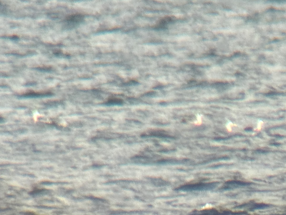 Western/Clark's Grebe - ML642843576