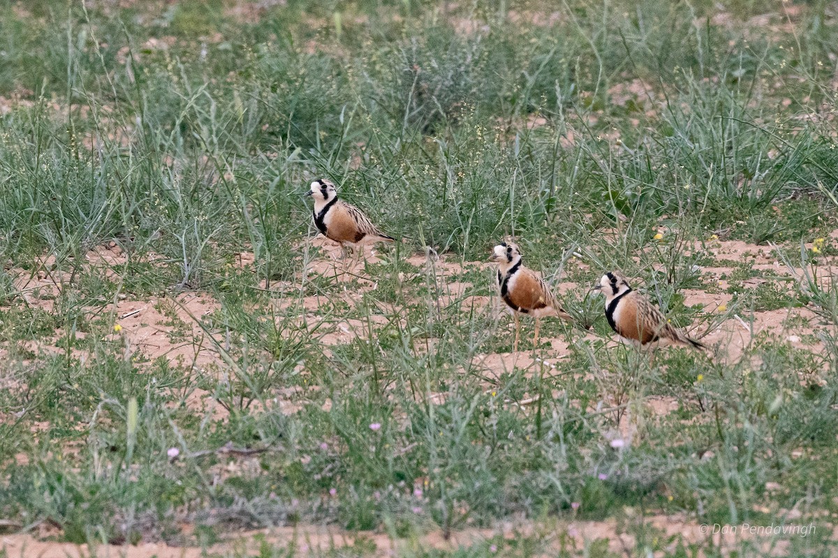Inland Dotterel - ML642843577