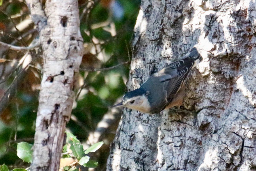 White-breasted Nuthatch - ML642843579