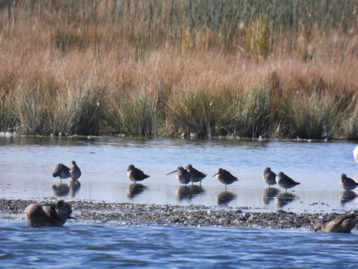 Long-billed Dowitcher - ML642843580
