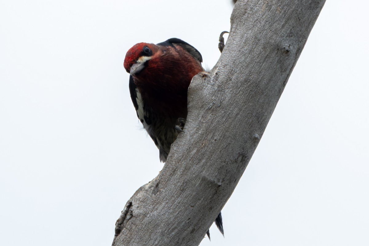 Red-breasted Sapsucker - ML642843582