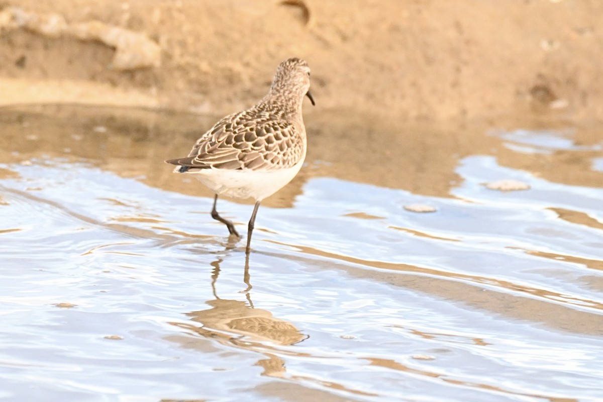 Curlew Sandpiper - ML642843583
