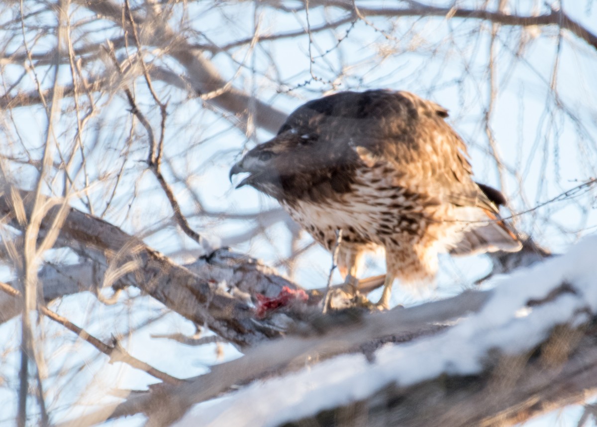 Red-tailed Hawk - ML642843584
