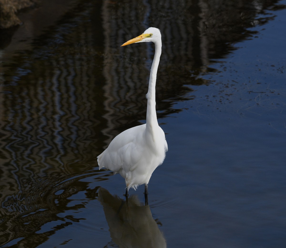 Great Egret - ML642843588
