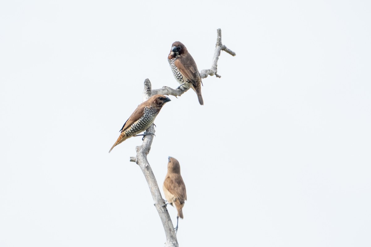 Scaly-breasted Munia - ML642843593